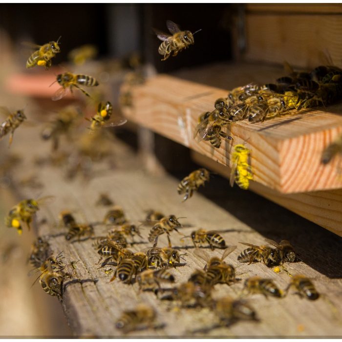 Bienen beim Polleneintrag