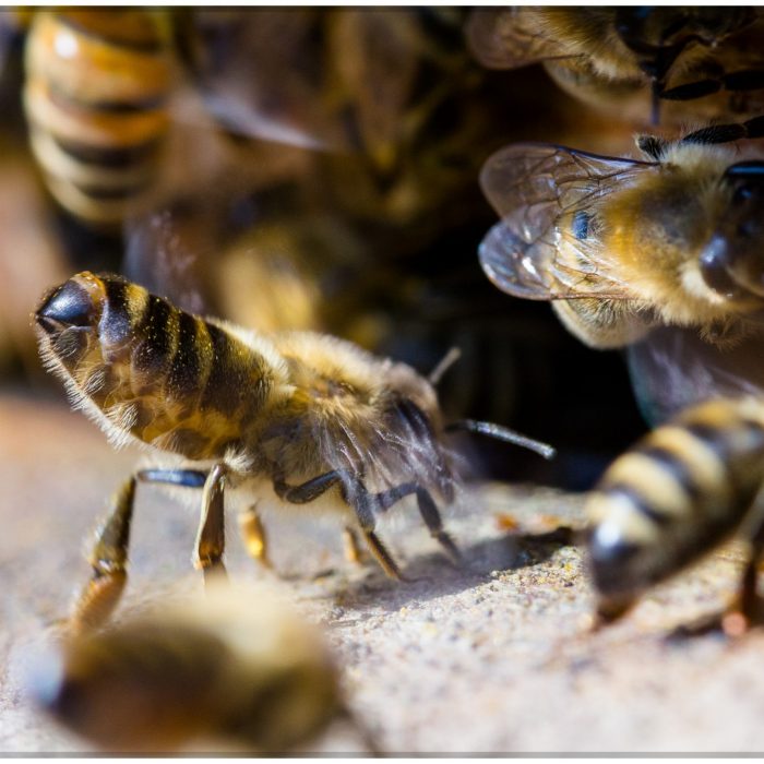Bienen vorm Flugloch